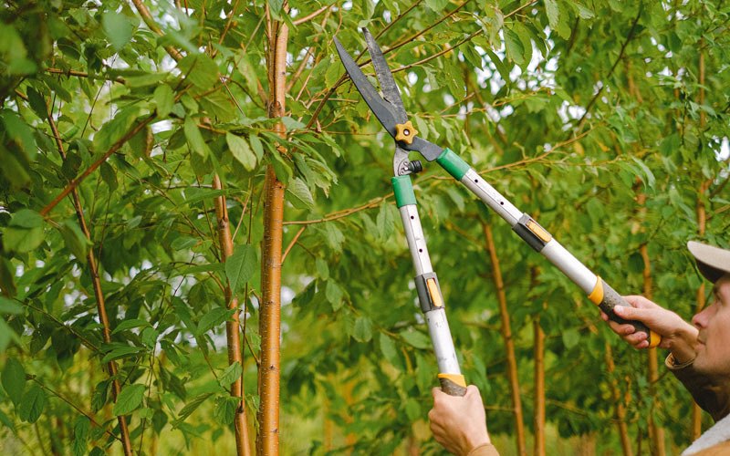 Tree trimming in Mount Angel, OR