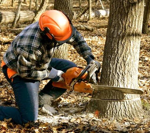 Tree Removal in Mount Angel, OR